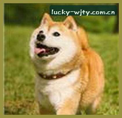 张磊